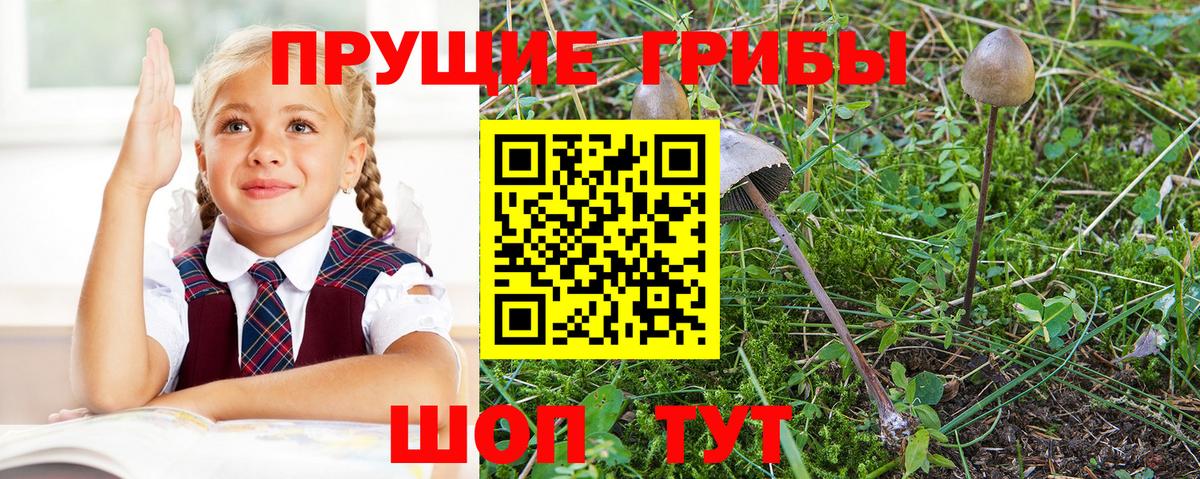 Псилоцибиновые грибы Psilocybe Зеленокумск