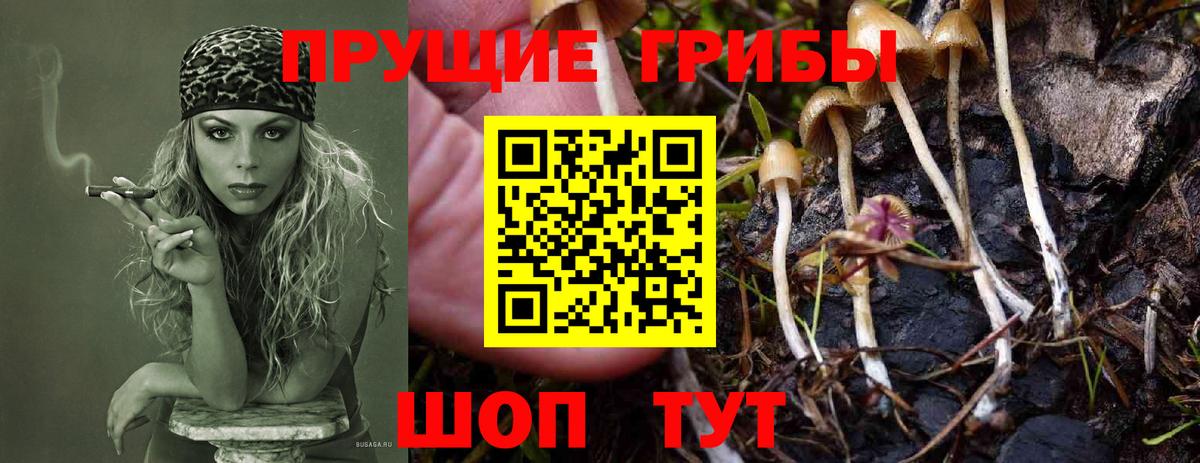 купить наркоту  Псилоцибиновые грибы MAGIC MUSHROOMS  Вход с VPN  Зеленокумск 